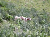 Youri - Ecrins 2005 310 